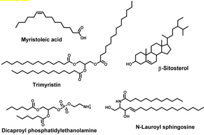 Examples of lipids
