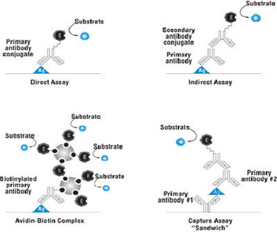 Immunoassay formats