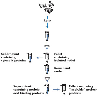 Nuclear protein fractionation procedure